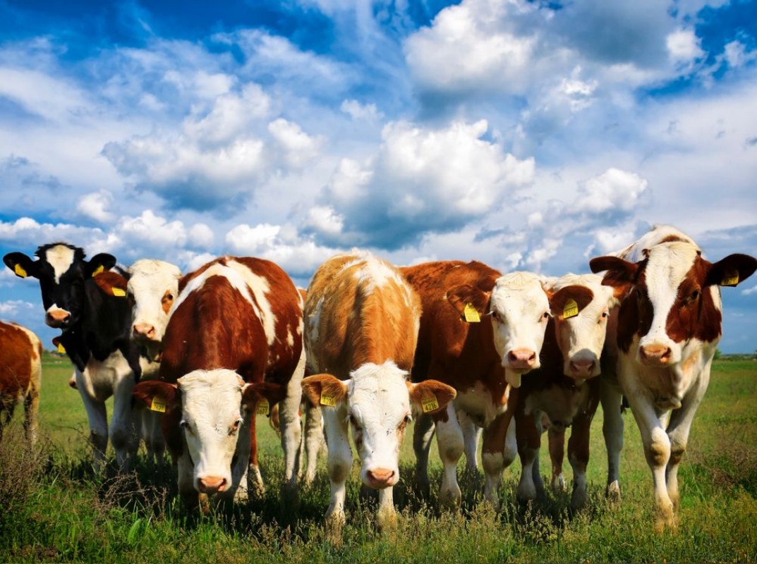 Afbeeldingen van Cows on a green summer meadow