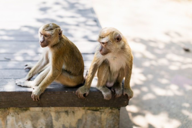 Monkey hill Thailand photowallpaper Scandiwall