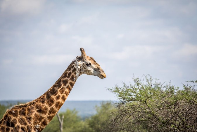 Afbeeldingen van Close up of a Giraffe in the Kruger