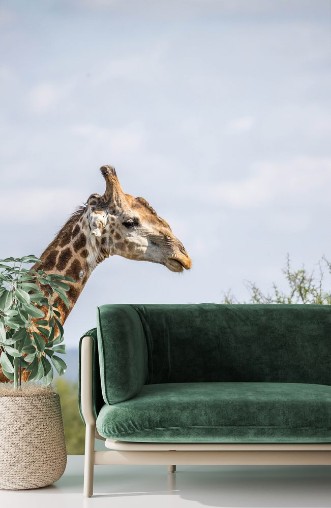 Afbeeldingen van Close up of a Giraffe in the Kruger