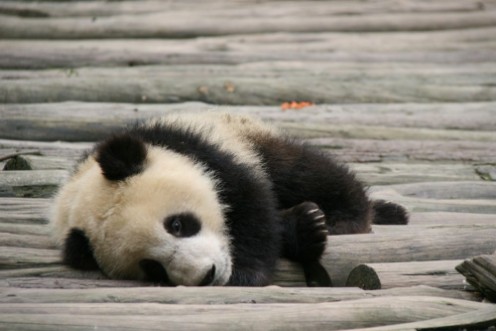 Afbeeldingen van Giant panda