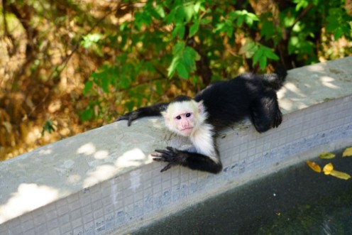 Afbeeldingen van A white-headed capuchin monkey cebus capucinus by the pool in Peninsula Papagayo Guanacaste Costa Rica