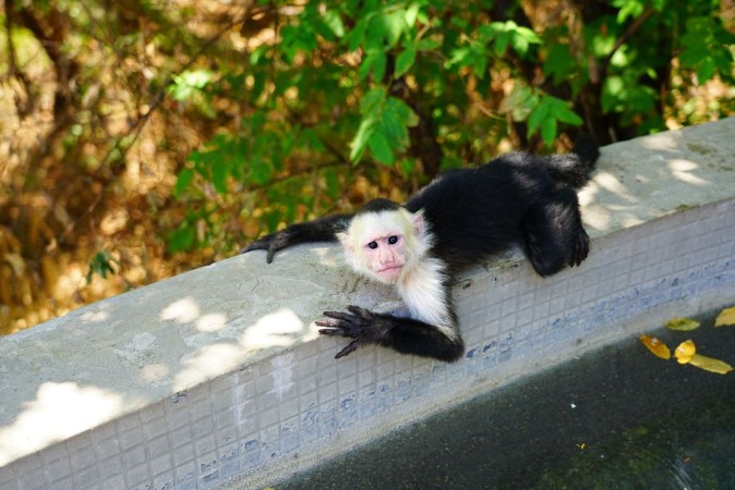 Picture of A white-headed capuchin monkey cebus capucinus by the pool in Peninsula Papagayo Guanacaste Costa Rica