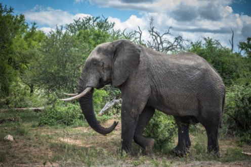 Picture of Elephant in Kruger National Park South Africa