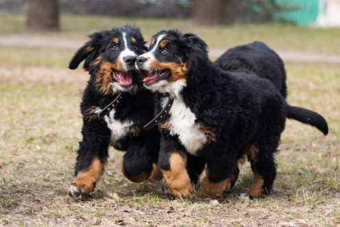 Picture of Bernese Mountain Dog puppies for a walk