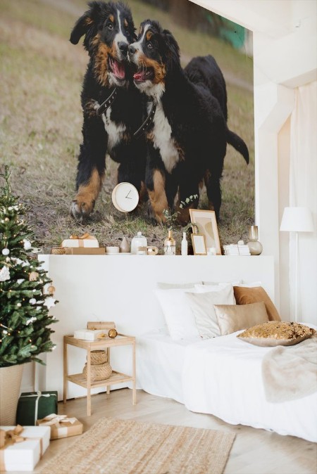 Picture of Bernese Mountain Dog puppies for a walk