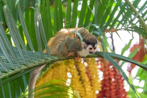 Picture of Capuchin baby monkey on a tree in the jungle Costa Rica 