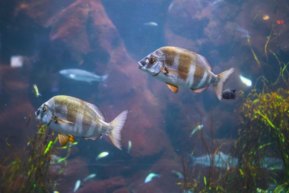 Afbeeldingen van Fish in aquarium with illumination