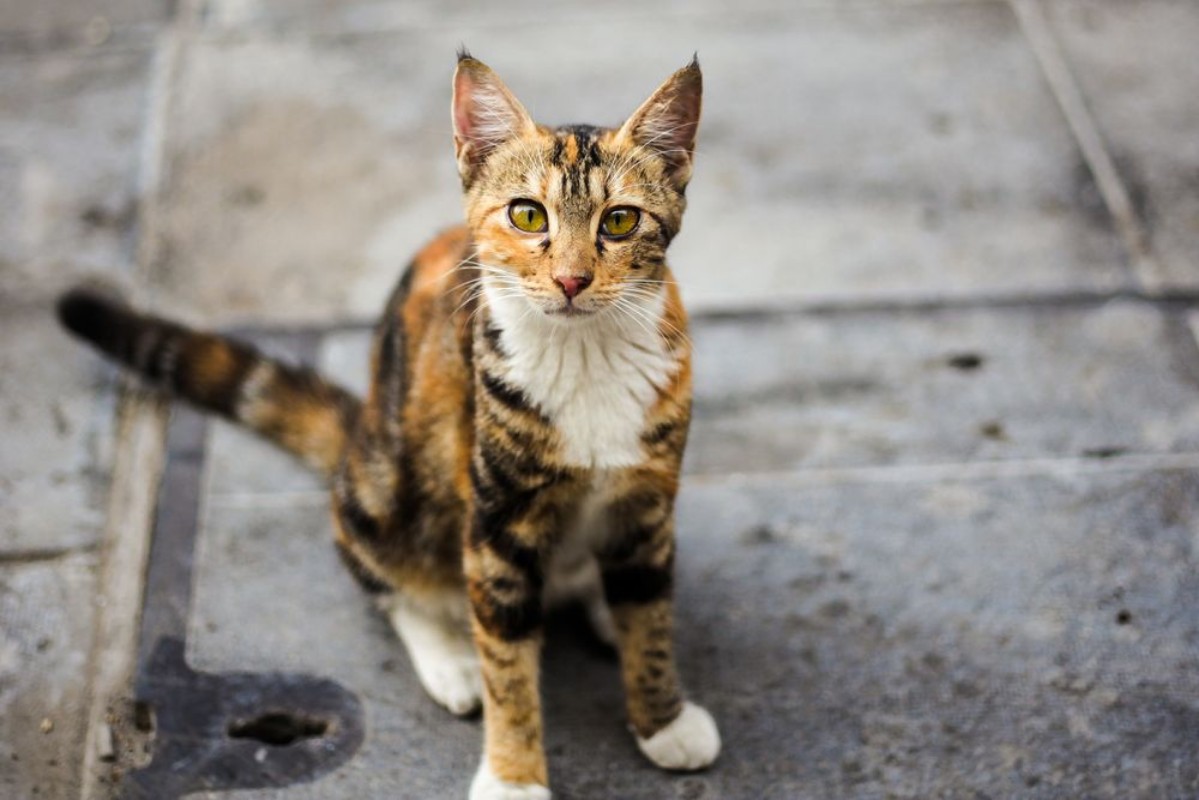 Image de Street cat