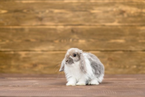 Rabbit on wooden background Empty space for text photowallpaper Scandiwall