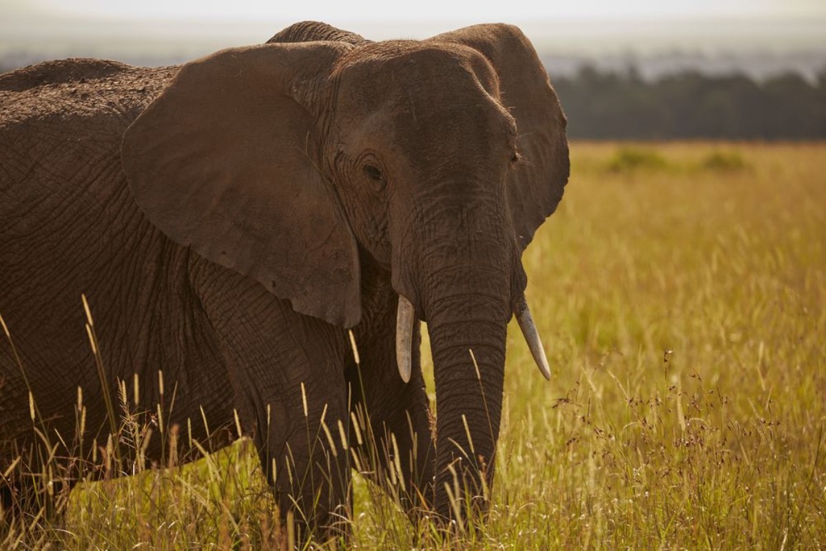 Picture of Elephant in Kenya