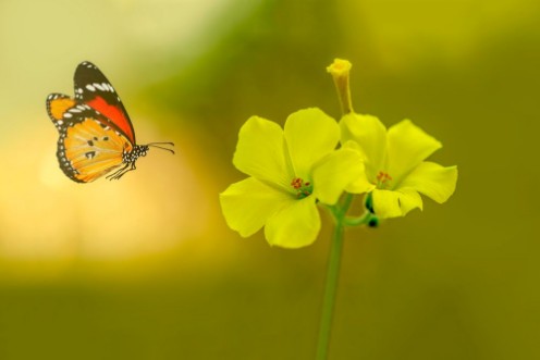 Afbeeldingen van Closeup  beautiful butterfly   flower in the garden