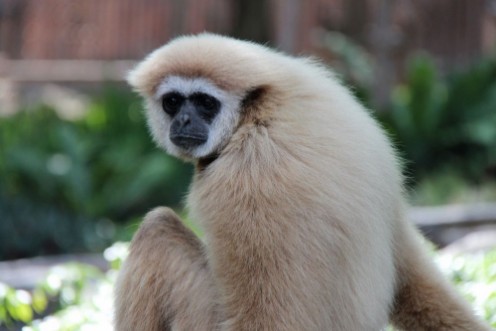Bild på Gibbon