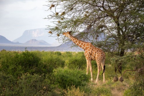 Afbeeldingen van Giraffes between the acacia trees in the savannah of Kenya