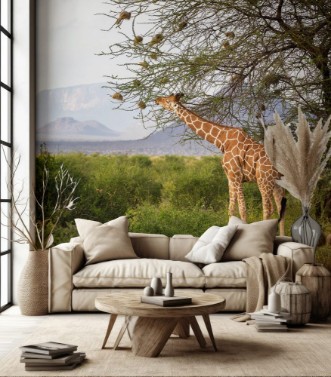 Afbeeldingen van Giraffes between the acacia trees in the savannah of Kenya