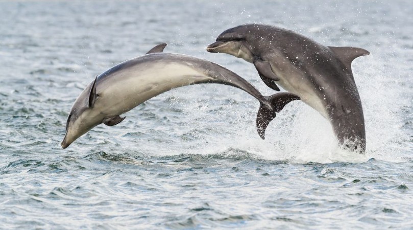 Bild på Wild dolphin in playful mood while hunting for migrating Atlantic Scottish salmon in the Moray Firth in the Scottish Highland