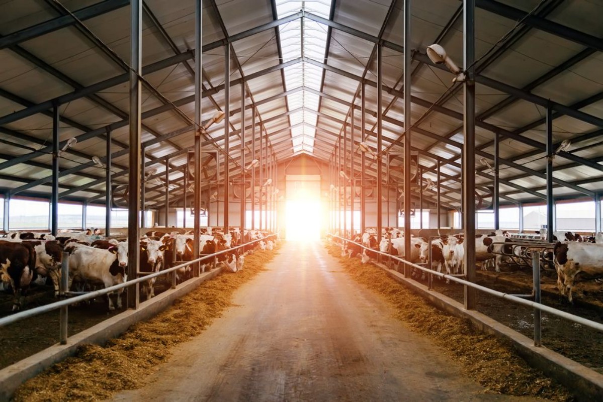 Image de Breeding of cows in free livestock stall 