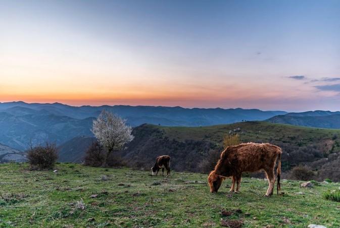 Bild på Spring in the mountain cows in green field