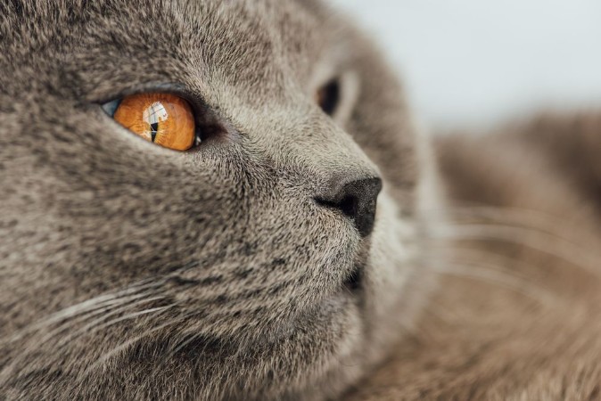 Bild på Partial view of adorable scottish fold cat looking away