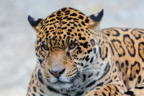 Bild på Leopard  la Palmyre