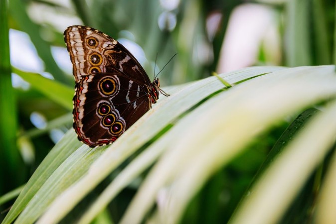 Afbeeldingen van Tropical butterfly sitting on the leaf Close up image