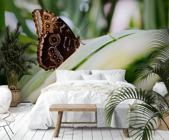 Image de Tropical butterfly sitting on the leaf Close up image