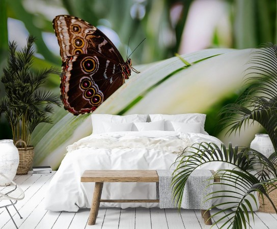 Afbeeldingen van Tropical butterfly sitting on the leaf Close up image