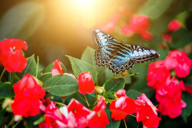 Bild på Tropical butterfly sitting on the leaf Close up image
