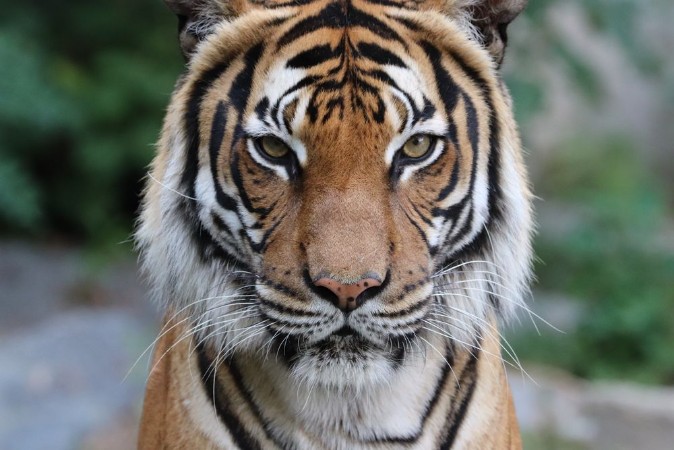 Afbeeldingen van Tiger