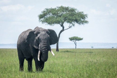 Picture of Elephant in kenya