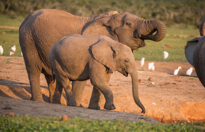 Afbeeldingen van African Elephants Drinking Water in Late Afternoon