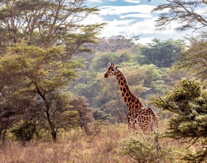 Picture of Rothschild Giraffe in Lake Nakuru Kenya