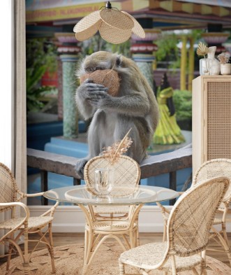 Afbeeldingen van Macaque with coconut