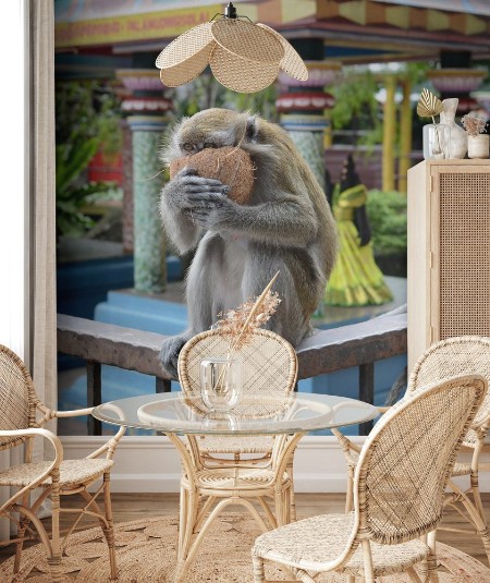 Afbeeldingen van Macaque with coconut