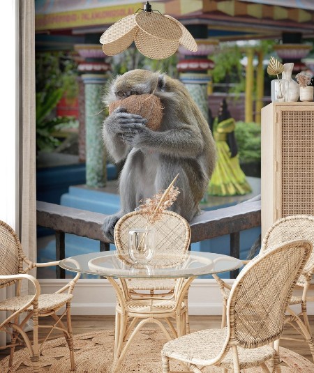 Picture of Macaque with coconut