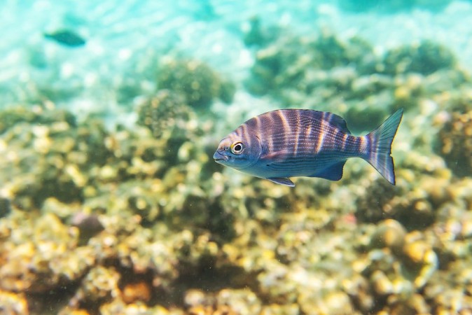 Bild på Colorful fishes and corals underwater life in Maldives snorkeling and diving in exotic destination