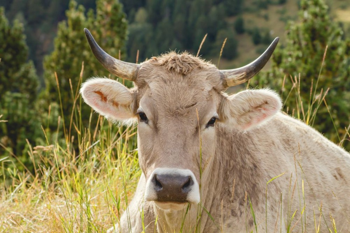 Afbeeldingen van Cow resting in the countryside