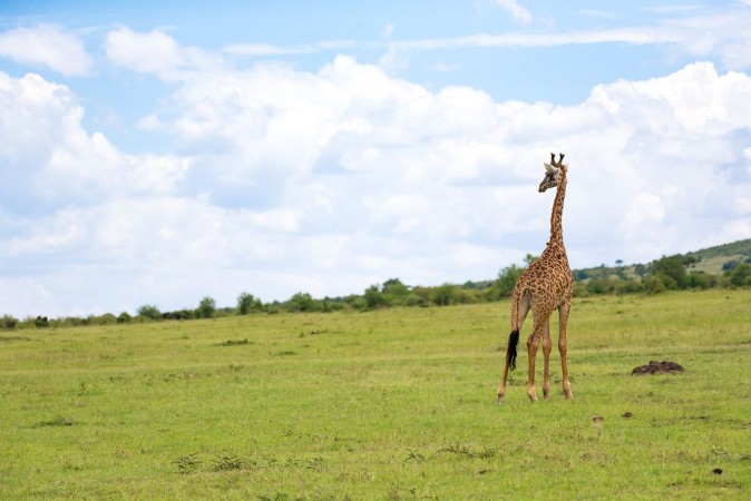 Afbeeldingen van Giraffes run through the grass landscape in Kenya