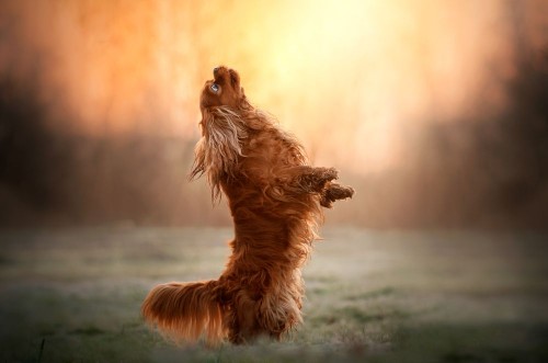 Afbeeldingen van Cavalier king charles spaniel dog doing tricks beautiful dawn magical light portrait