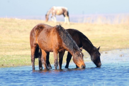 Afbeeldingen van Two horses drink on the watering place