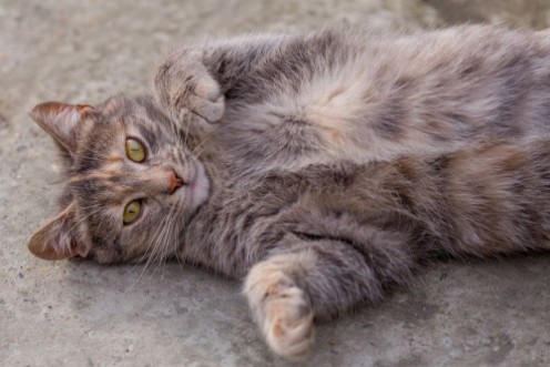 Afbeeldingen van The young gray cat lies on her back on the concrete
