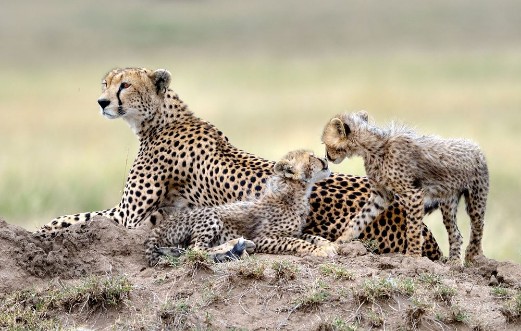 Afbeeldingen van Cheetah mom and her puppies