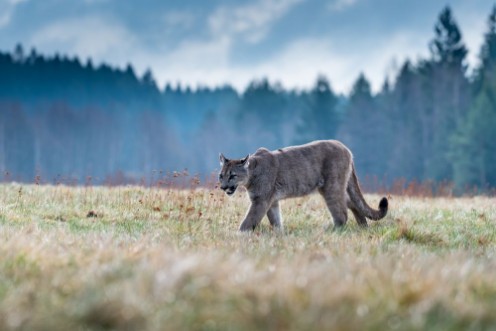 Bild på Cougar Puma concolor also commonly known as the mountain lion puma panther or catamount is the greatest of any large wild terrestrial mammal in the western hemisphere