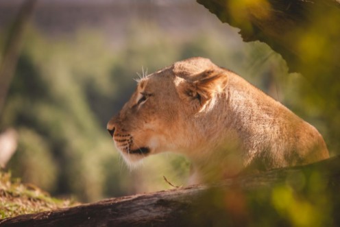 Picture of Large female lion looking into the distance