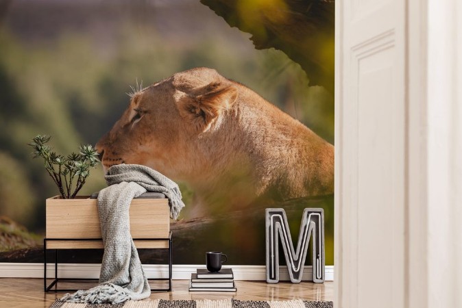 Image de Large female lion looking into the distance