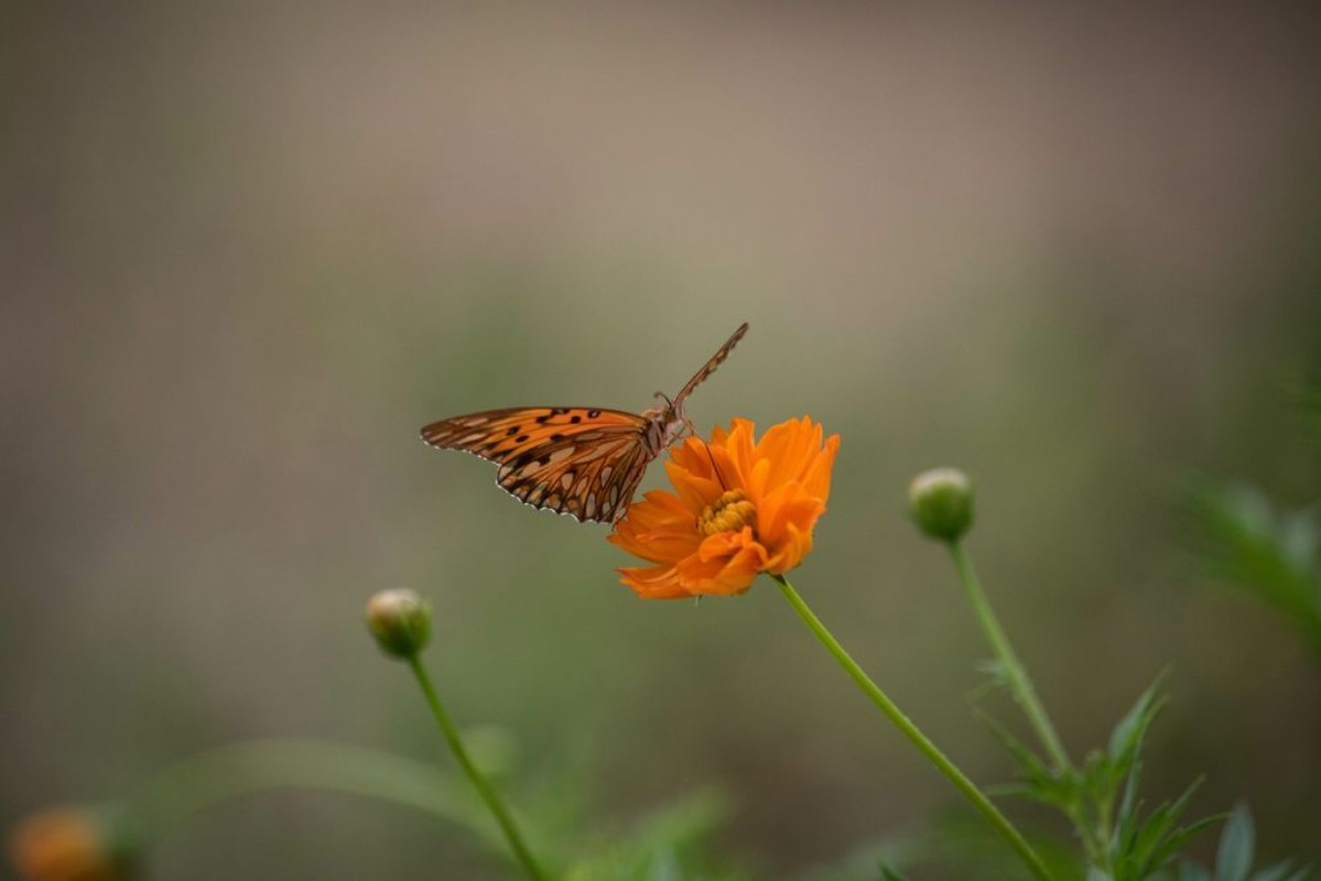 Afbeeldingen van Butterfly on flower