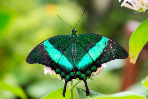 Afbeeldingen van Emerald Swallowtail butterfly is sitting on the flower