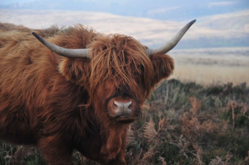 Bild på Hardy Highland cow on Exmoor Somerset