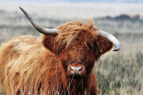 Afbeeldingen van Hardy Highland cow on Exmoor Somerset