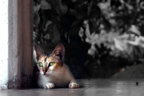 Image de Kitten Looking away